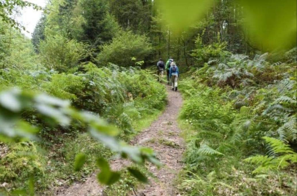 Geishoehe Landgasthof Rose Dammbach エクステリア 写真